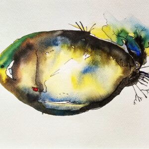 Fish C
